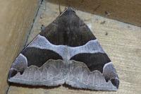 Dysgonia algira