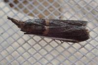 Etiella zinckenella