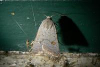 Caradrina proxima