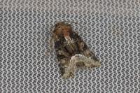 Oligia strigilis