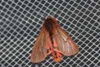 Phragmatobia fuliginosa