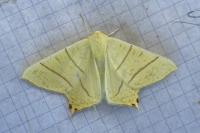 Ourapteryx sambucaria