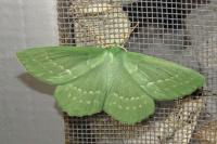 Geometra papilionaria
