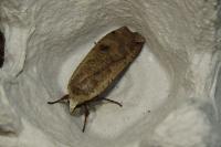 Noctua pronuba