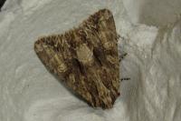 Apamea monoglypha monoglypha