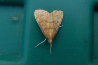 Anania testacealis