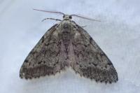 Tephronia sepiaria