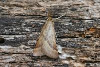 Synaphe punctalis