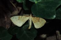 Gandaritis pyraliata