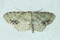 Idaea dimidiata