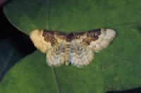 Idaea rusticata