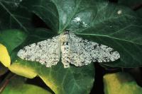 Biston betularia