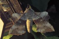Laothoe populi