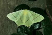 Ourapteryx sambucaria