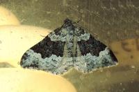 Epirrhoe alternata