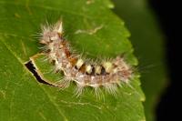 Orgyia antiqua