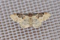 Idaea rusticata