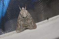 Acronicta aceris