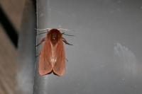 Phragmatobia fuliginosa