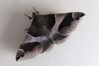 Dysgonia algira