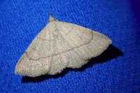 Paracolax tristalis