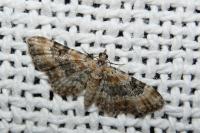 Eupithecia pulchellata