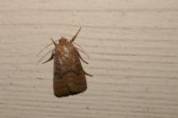 Hoplodrina octogenaria/alsinides