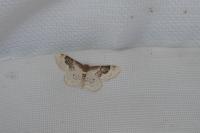 Idaea rusticata