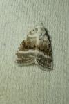 Meganola albula
