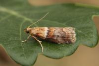 Acrobasis repandana