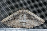 Menophra nycthemeraria