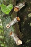 Phalera bucephala