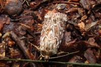 Lycophotia porphyrea