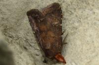 Rusina ferruginea