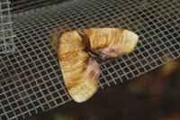 Plagodis dolabraria