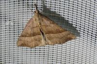 Hypena proboscidalis