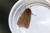 Phragmatobia fuliginosa