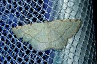 Stegania trimaculata