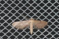 Idaea infirmaria