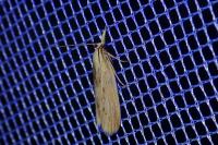 Ematheudes punctella