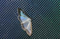 Cydalima perspectalis