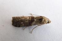 Phycita roborella