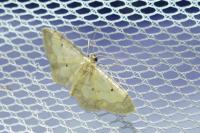 Idaea politaria