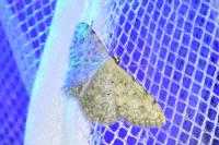 Scopula submutata roseonitens