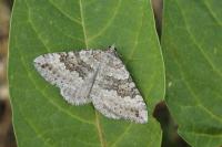 Scotopteryx octodurensis nevadina
