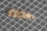 Euchromius cambridgei