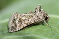 Thysanoplusia daubei