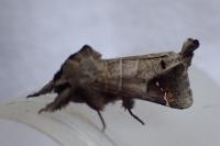Clostera anachoreta