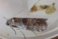 Phycita roborella