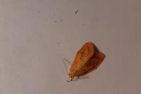 Miltochrista miniata